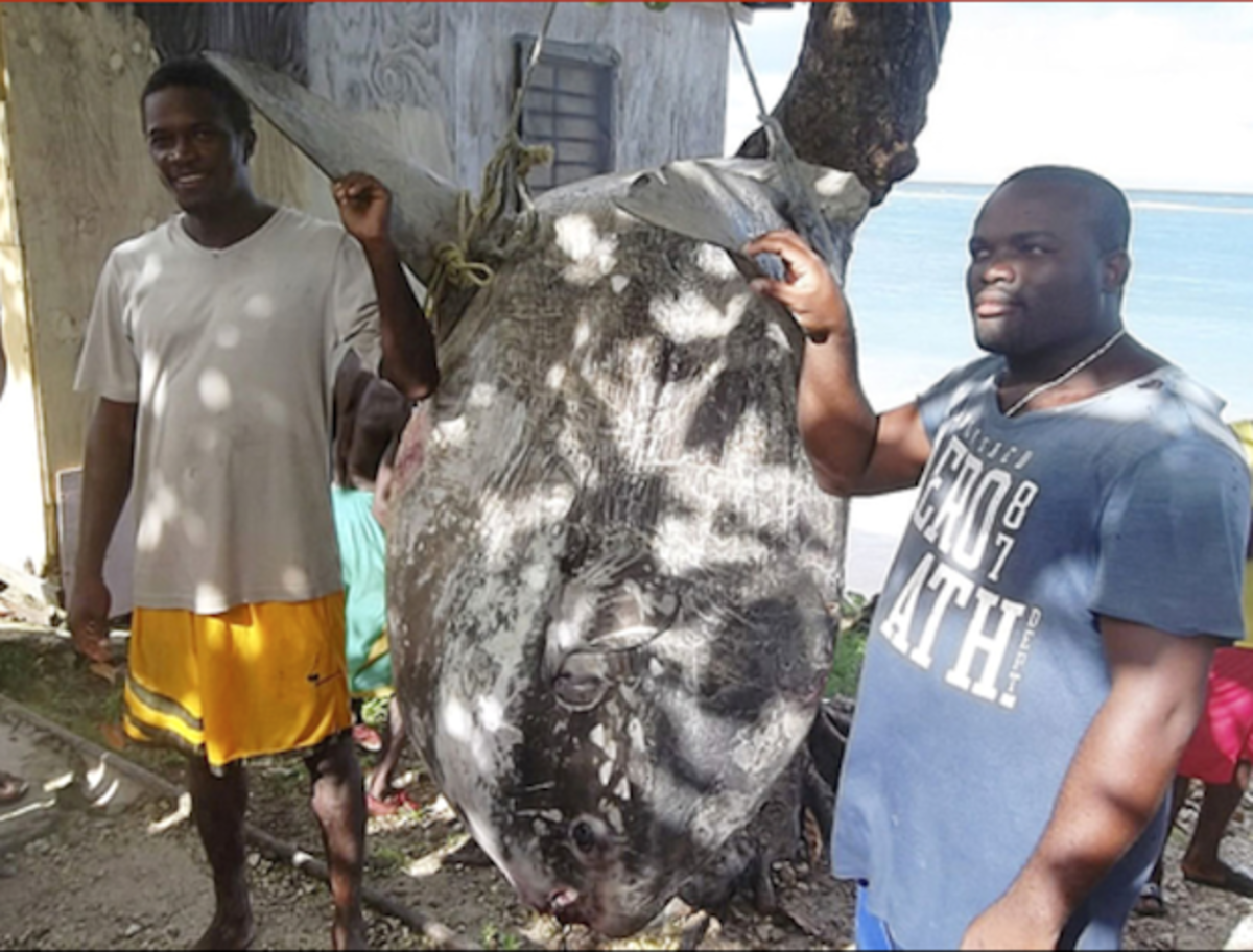 Fishermen pose with giant sunfish; photo courtesy of the Jamaica Gleaner