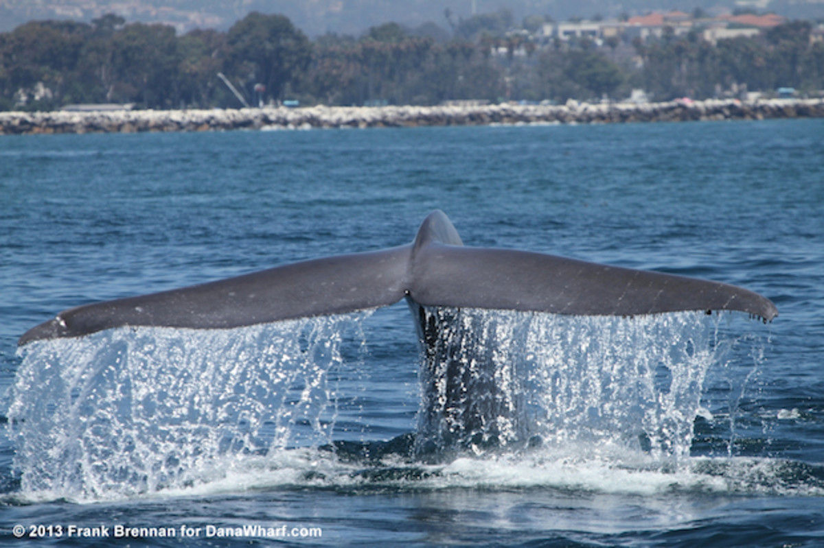 5 whales, dolphins you might see off California