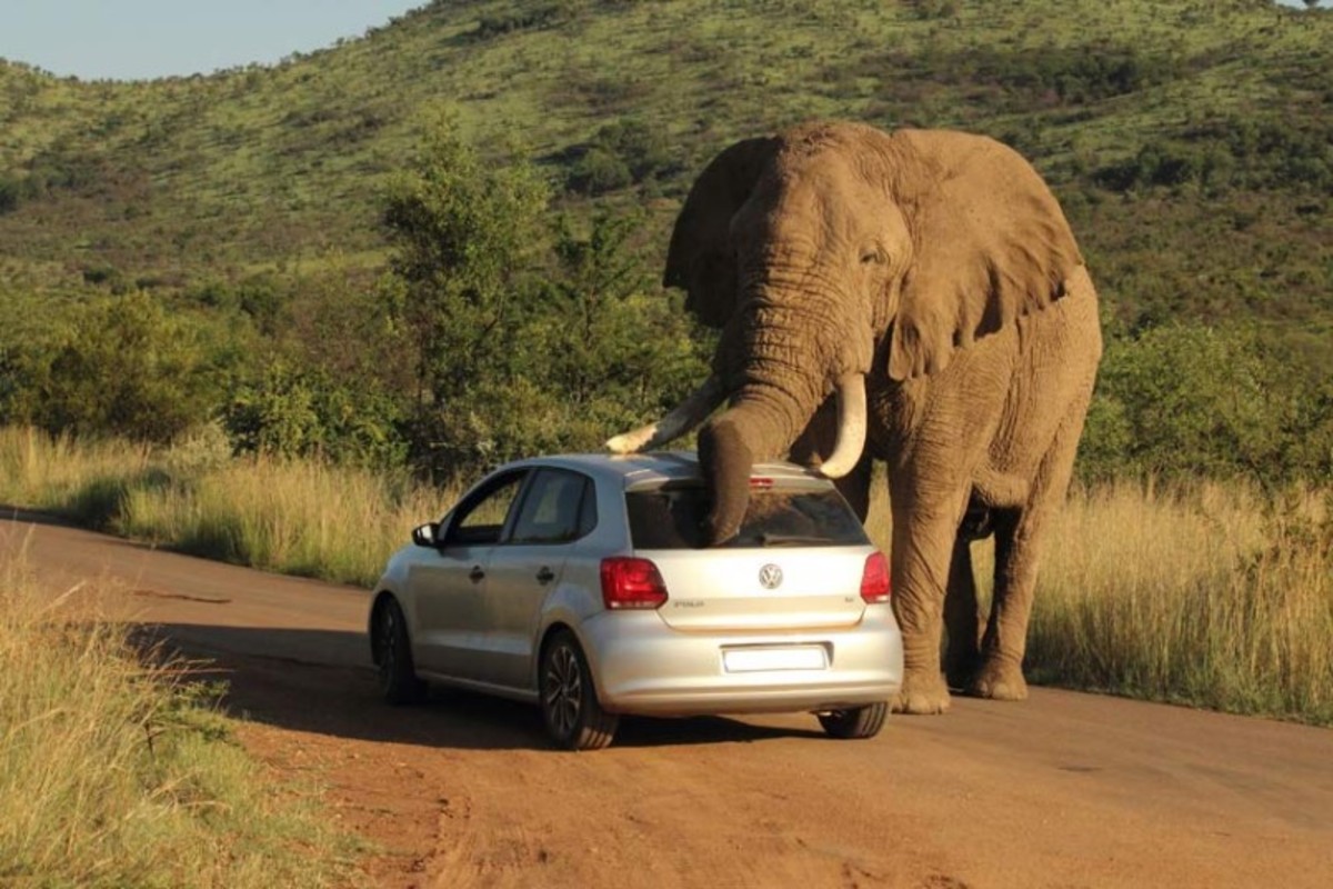 Resultado de imagen para car and elephant images